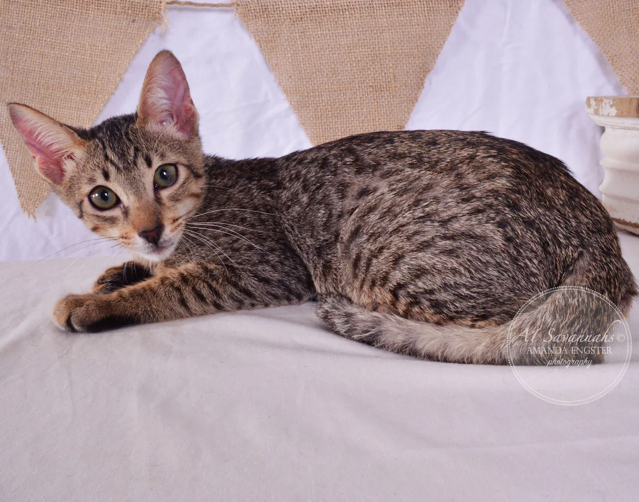 A1 Savannahs Saxton SBT Male Savannah Kitten