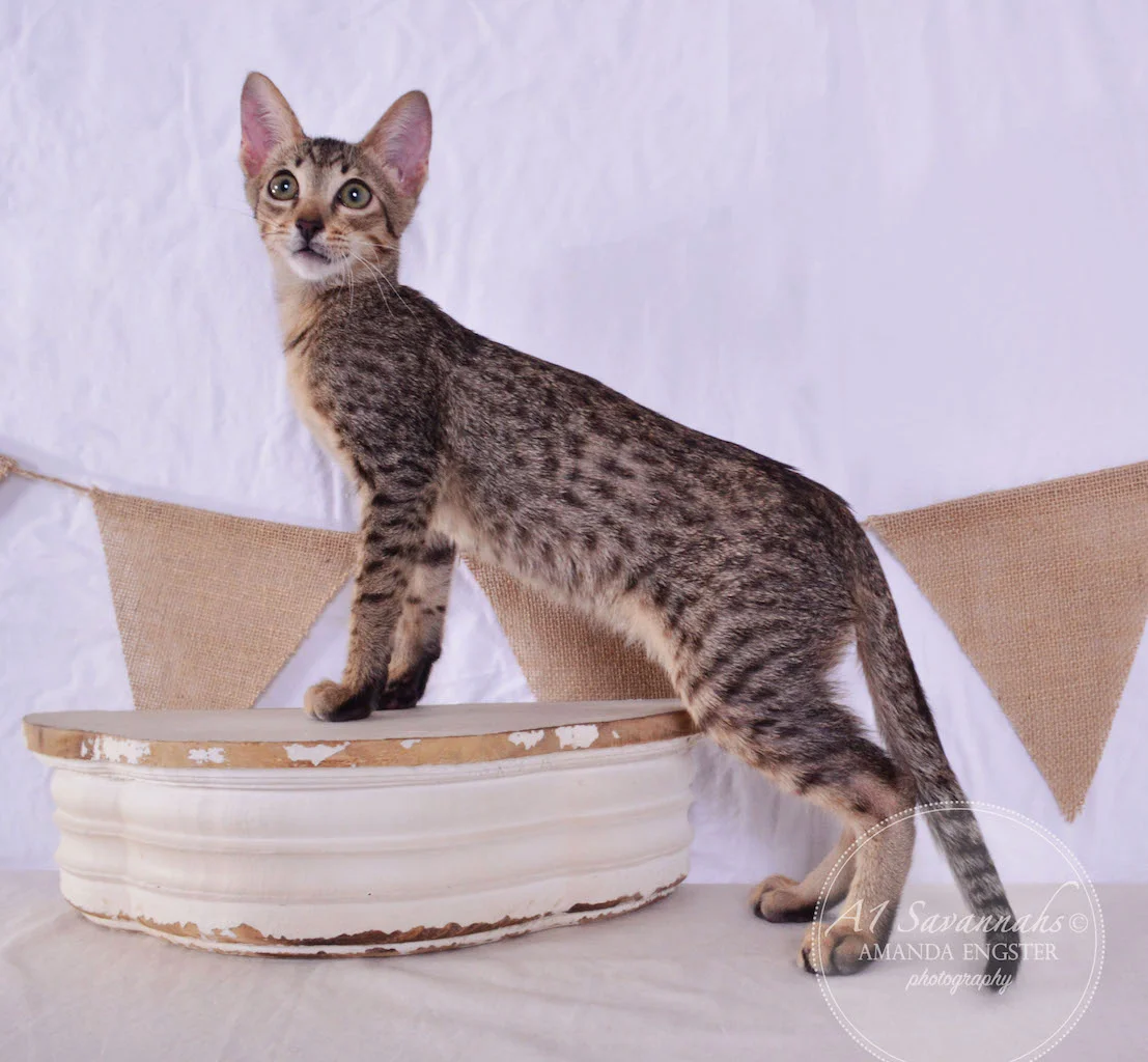A1 Savannahs Saxton SBT Male Savannah Kitten