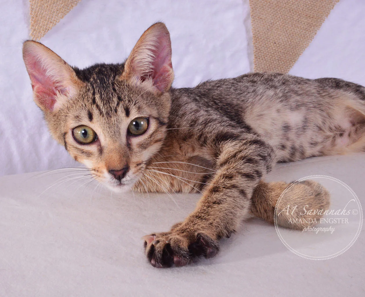 A1 Savannahs Saxton SBT Male Savannah Kitten