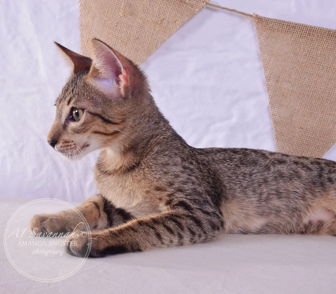 A1 Savannahs Saxton SBT Male Savannah Kitten
