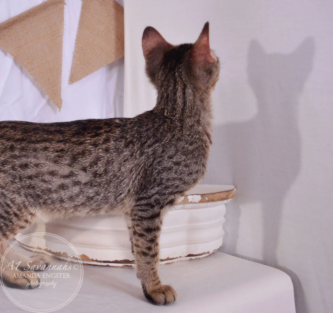 A1 Savannahs Saxton SBT Male Savannah Kitten