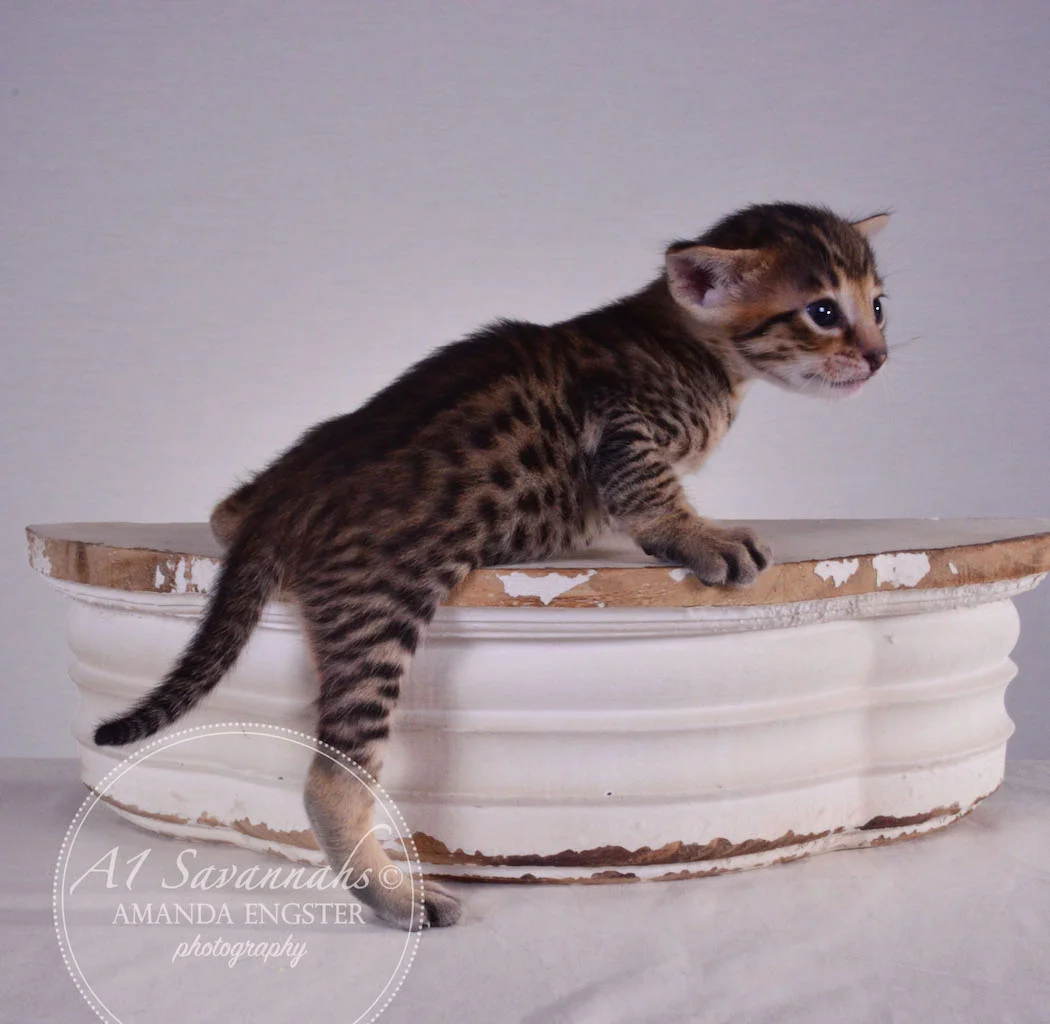 A1 Savannahs Taz F3 Male Savannah Kitten