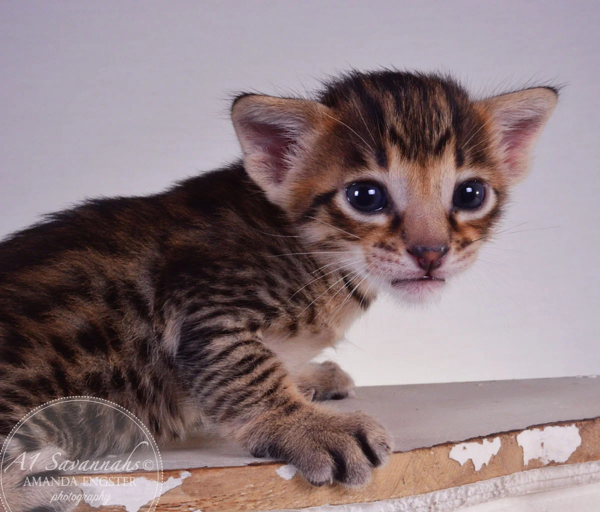 A1 Savannahs Taz F3 Male Savannah Kitten