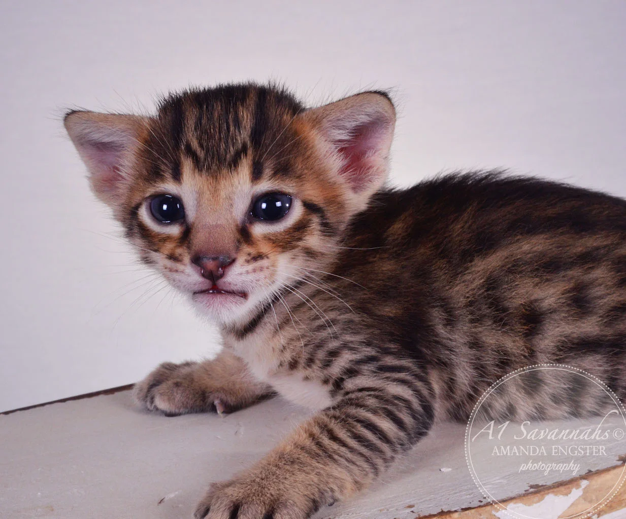 A1 Savannahs Taz F3 Male Savannah Kitten