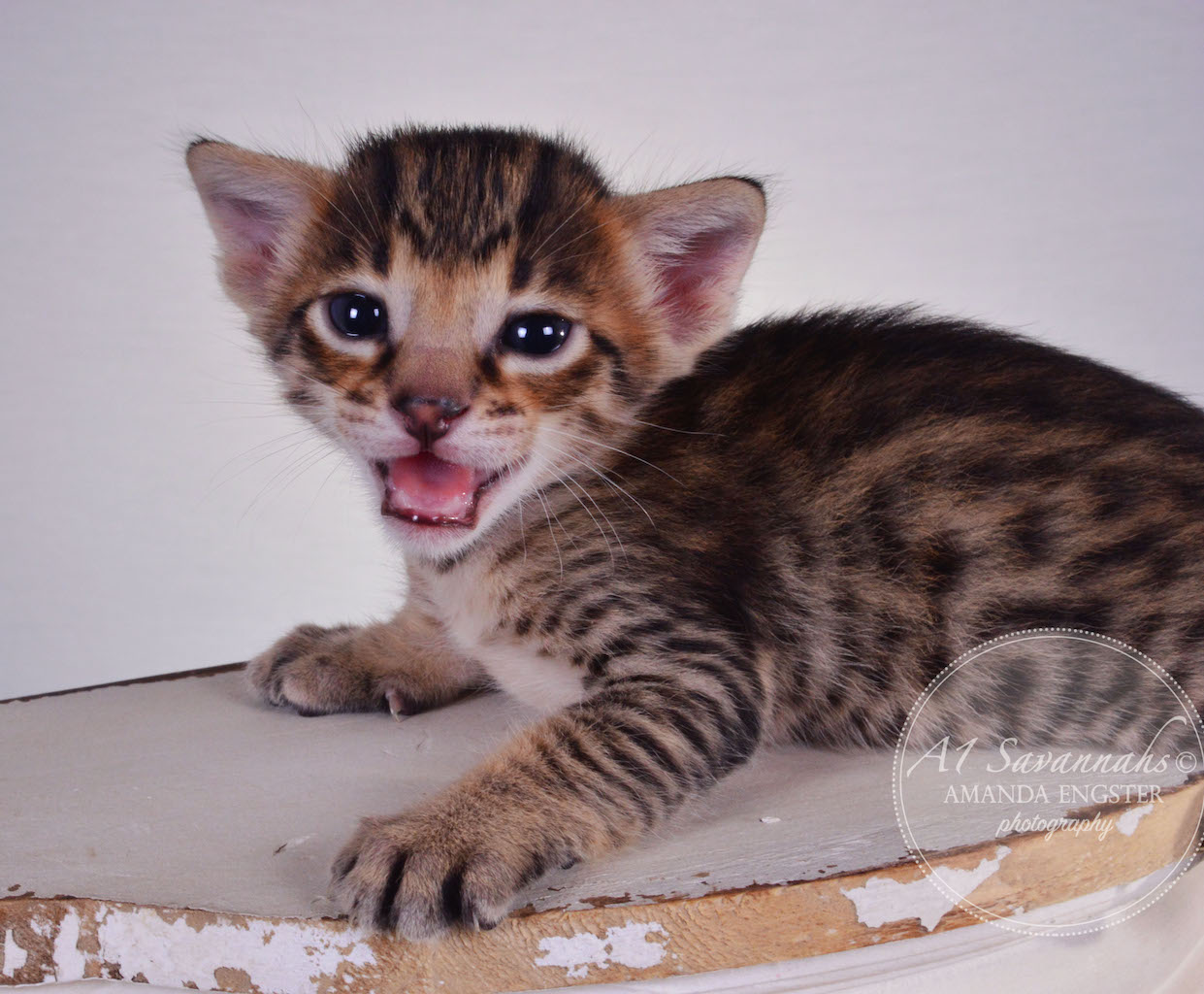 A1 Savannahs Taz F3 Male Savannah Kitten