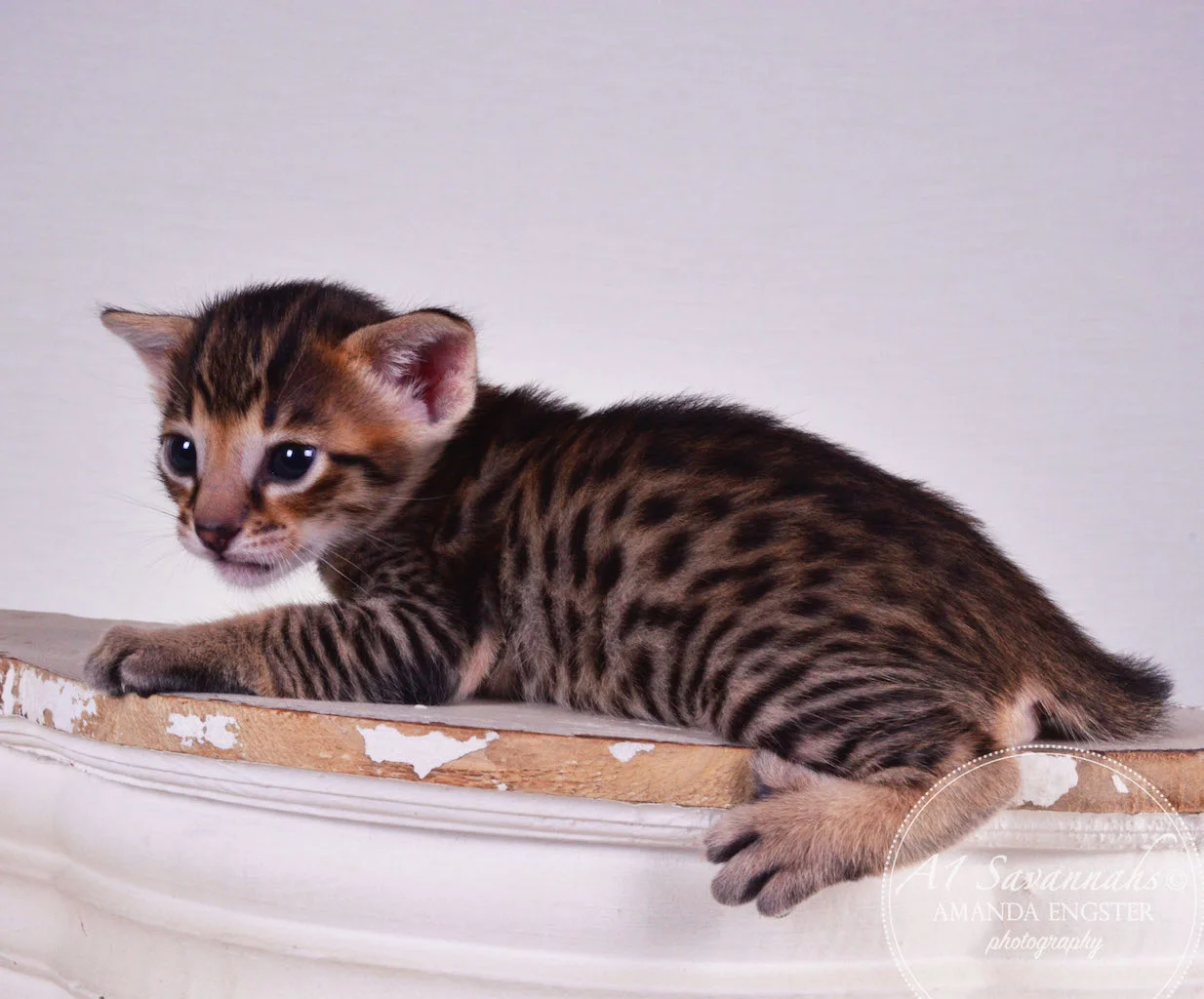 A1 Savannahs Taz F3 Male Savannah Kitten
