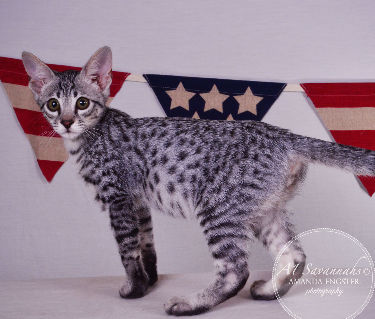 A1 Savannahs Hagen SBT Male Savannah Kitten