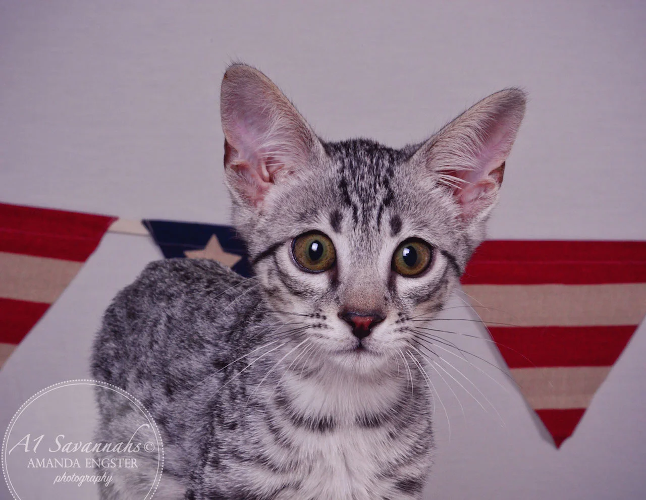 A1 Savannahs Hagen SBT Male Savannah Kitten