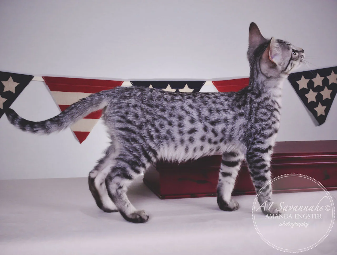A1 Savannahs Hagen SBT Male Savannah Kitten