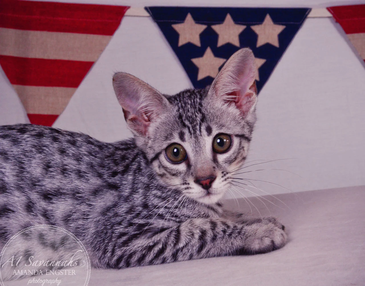 A1 Savannahs Hagen SBT Male Savannah Kitten
