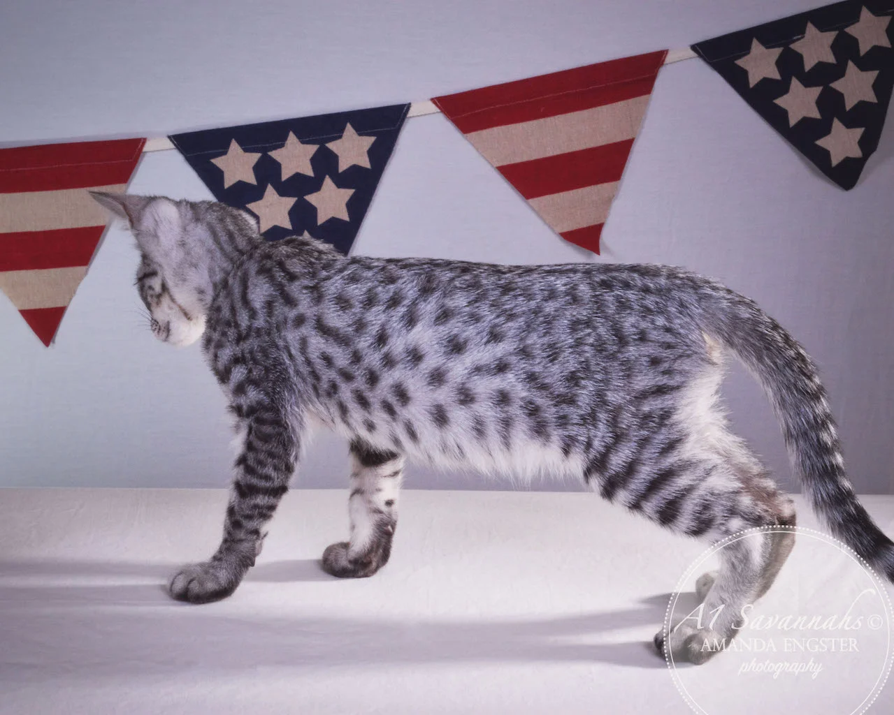 A1 Savannahs Hagen SBT Male Savannah Kitten