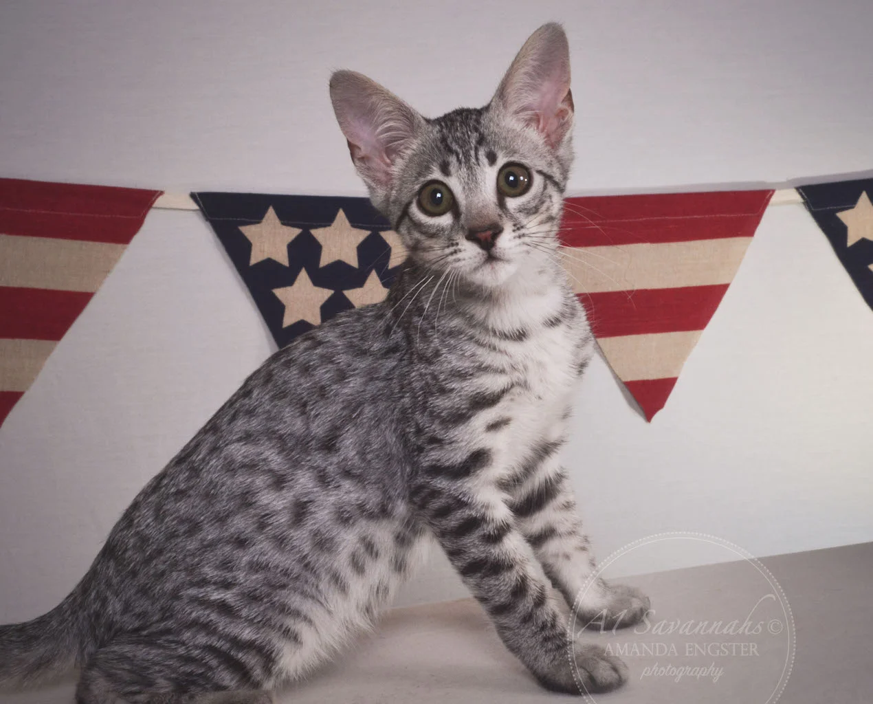 A1 Savannahs Hagen SBT Male Savannah Kitten