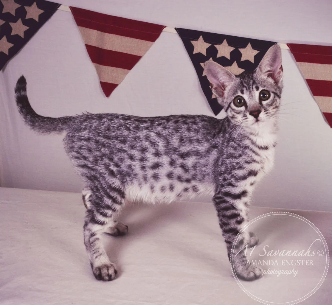 A1 Savannahs Hagen SBT Male Savannah Kitten