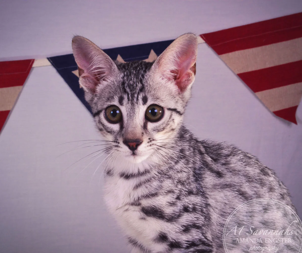 A1 Savannahs Hagen SBT Male Savannah Kitten
