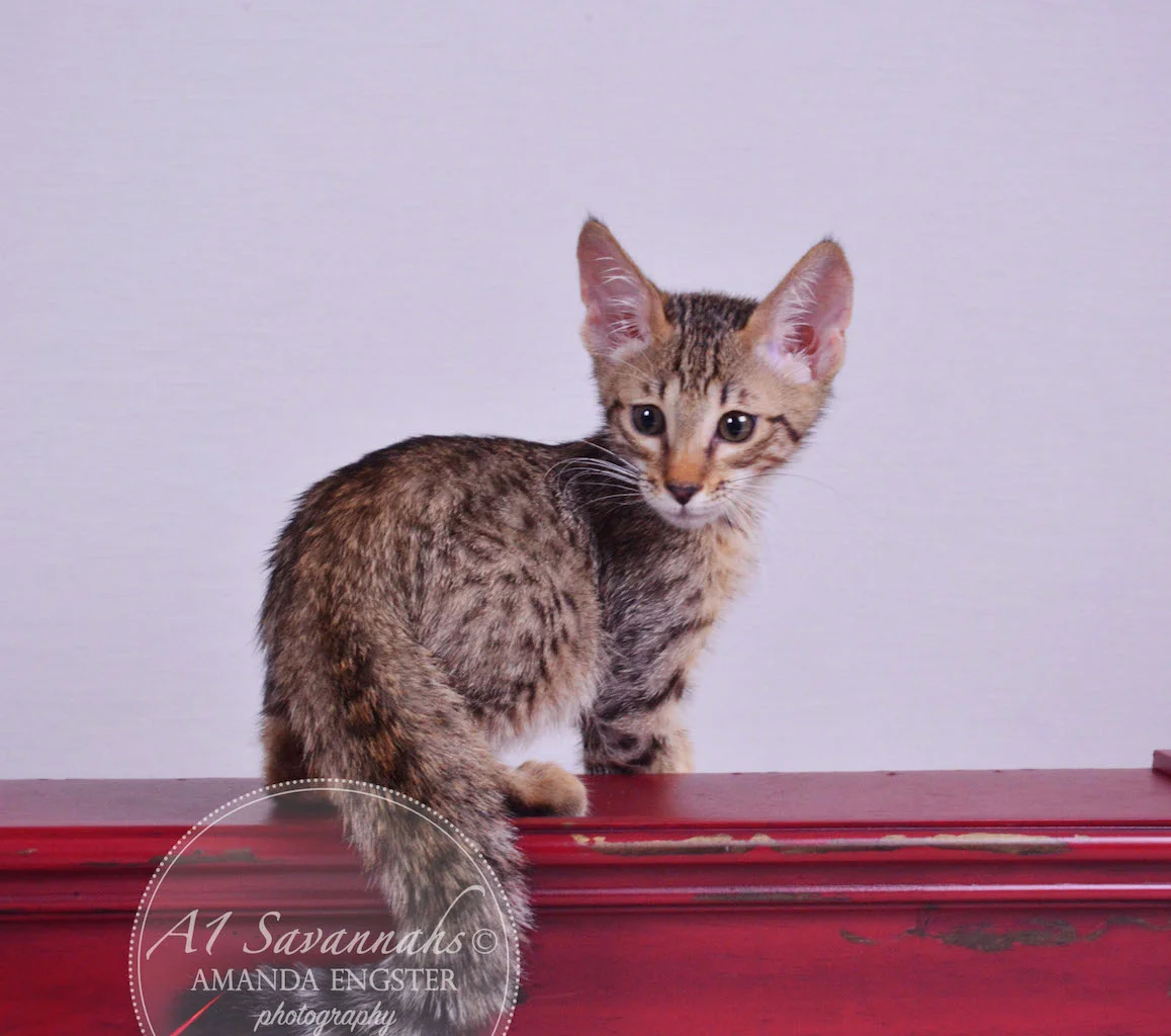 A1 Savannahs Maddox SBT Male Savannah Kitten