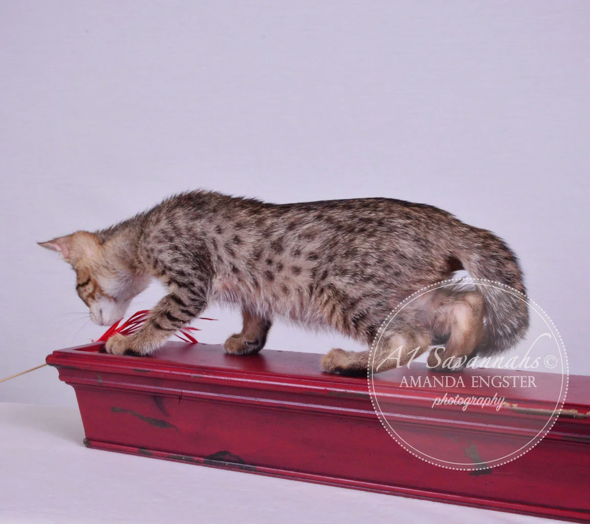 A1 Savannahs Maddox SBT Male Savannah Kitten