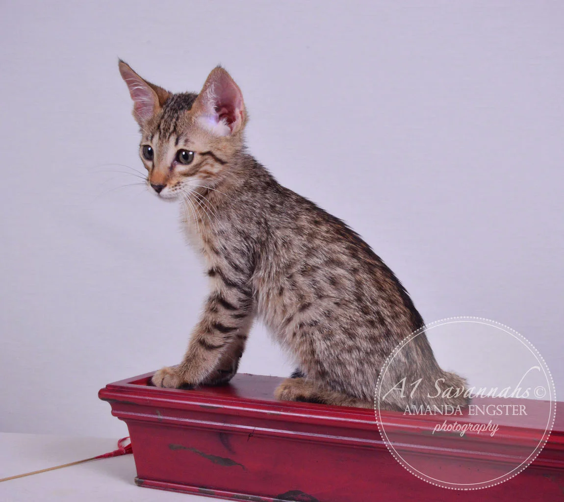 A1 Savannahs Maddox SBT Male Savannah Kitten