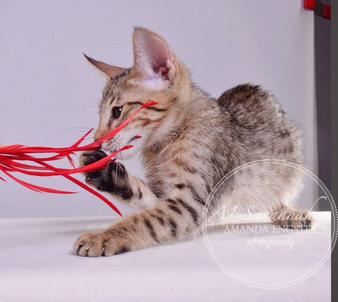 A1 Savannahs Maddox SBT Male Savannah Kitten