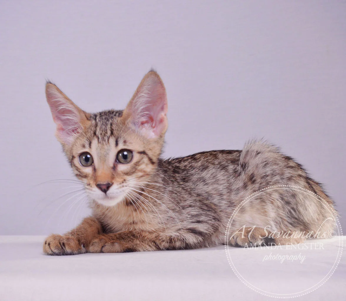 A1 Savannahs Maddox SBT Male Savannah Kitten