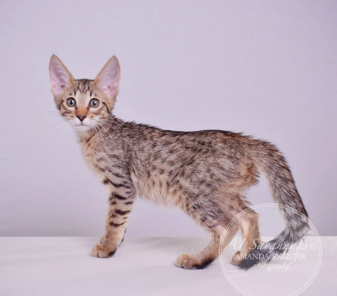 A1 Savannahs Maddox SBT Male Savannah Kitten