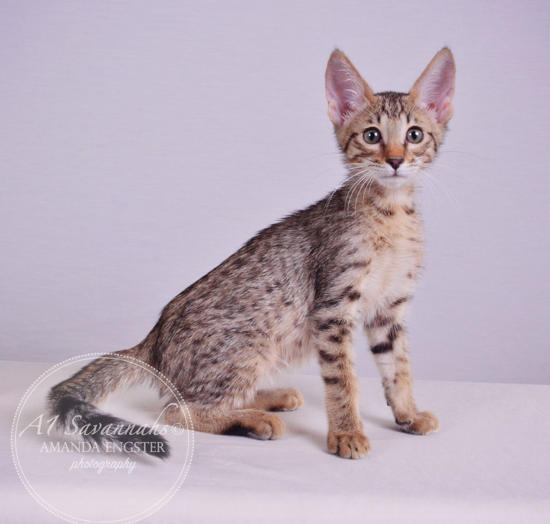 A1 Savannahs Maddox SBT Male Savannah Kitten