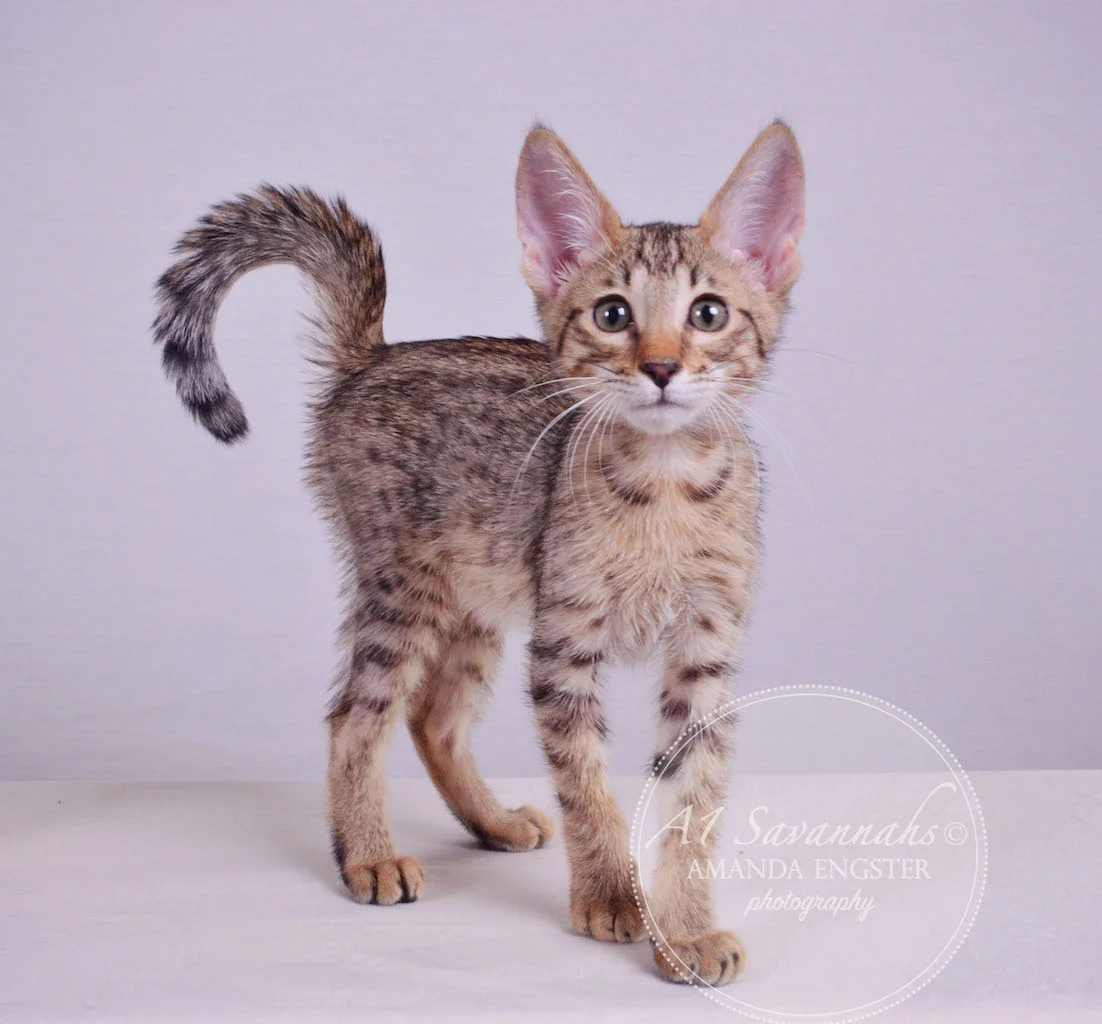 A1 Savannahs Maddox SBT Male Savannah Kitten