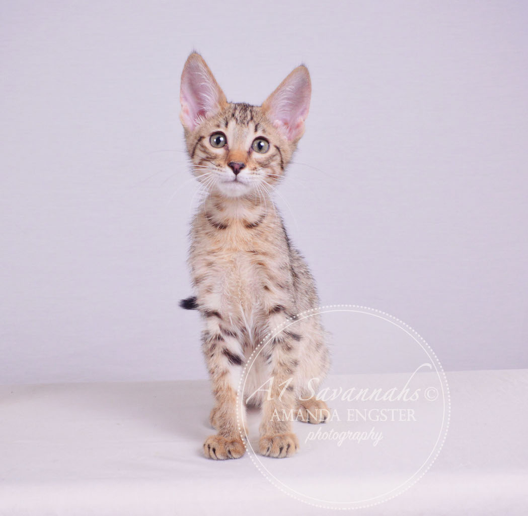 A1 Savannahs Maddox SBT Male Savannah Kitten