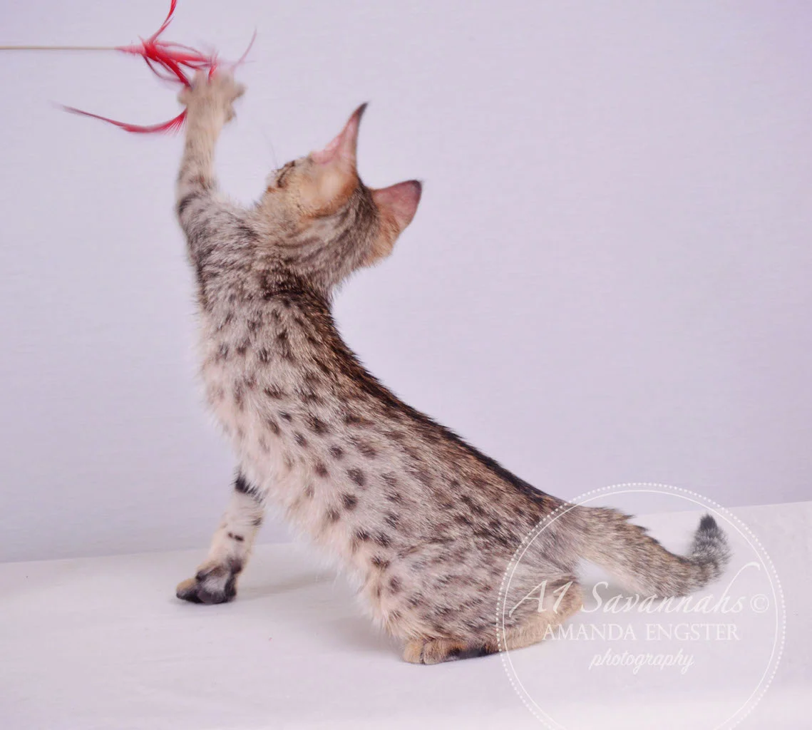 A1 Savannahs Maddox SBT Male Savannah Kitten