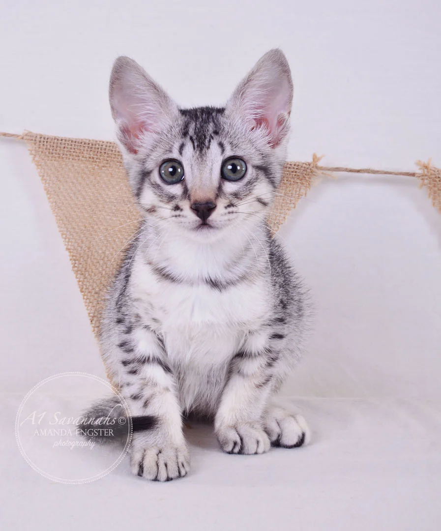 A1 Savannahs Elsa SBT Female Savannah Kitten