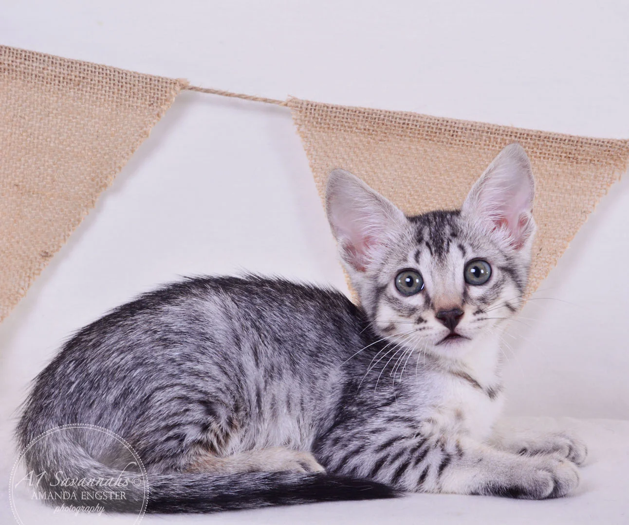 A1 Savannahs Elsa SBT Female Savannah Kitten