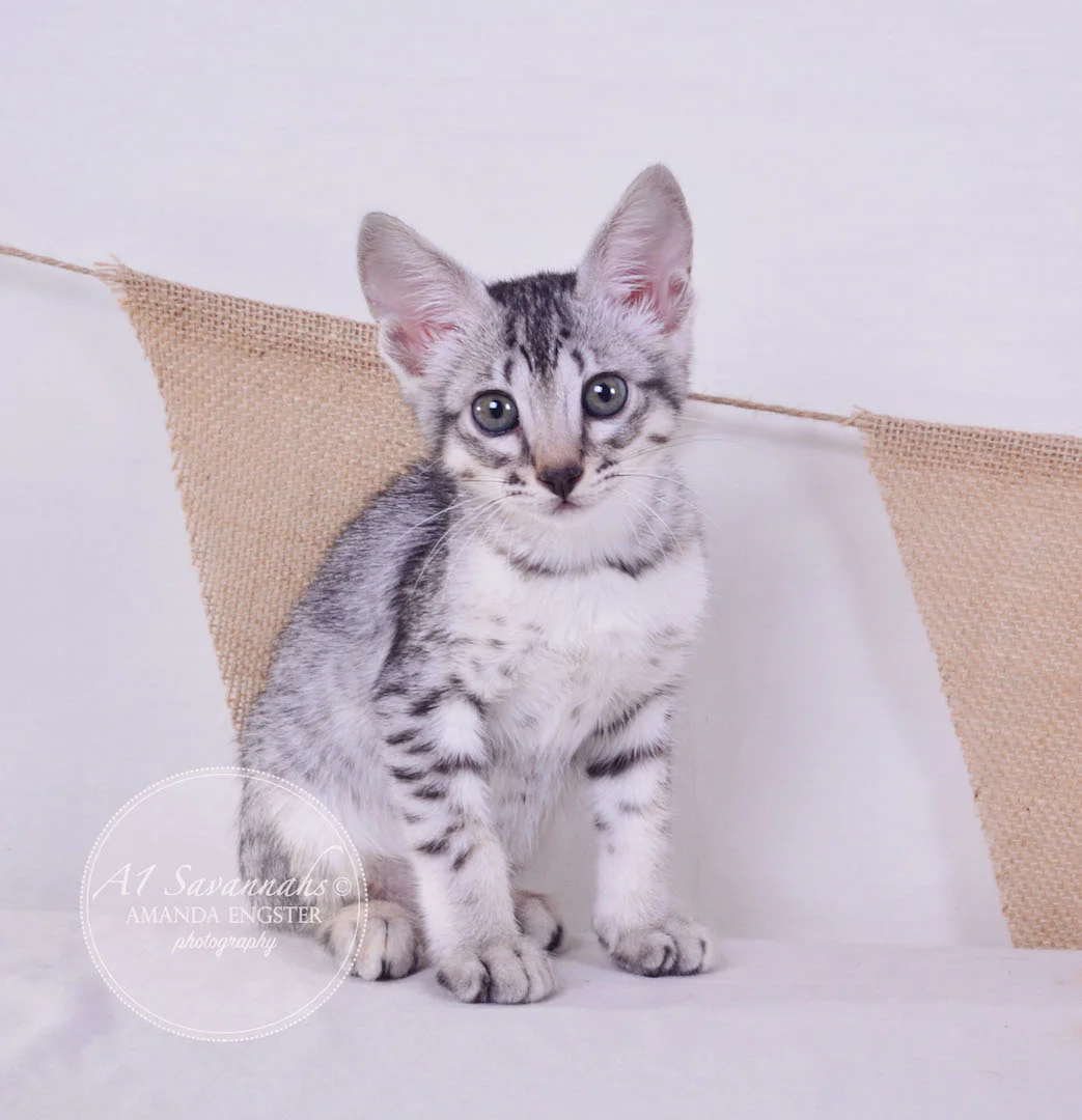 A1 Savannahs Elsa SBT Female Savannah Kitten