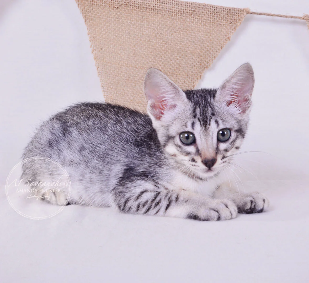 A1 Savannahs Elsa SBT Female Savannah Kitten