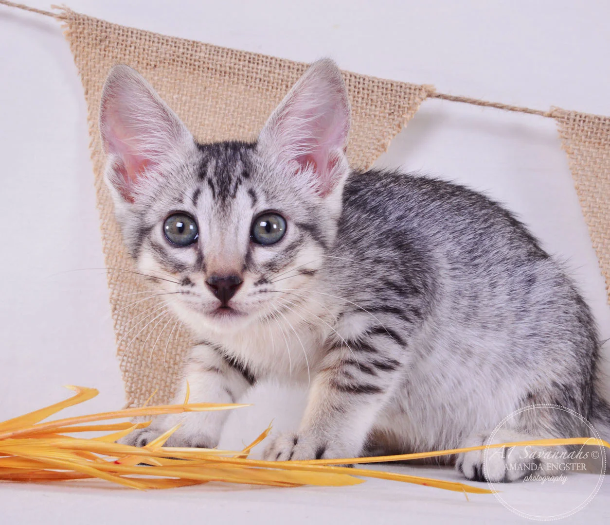 A1 Savannahs Elsa SBT Female Savannah Kitten