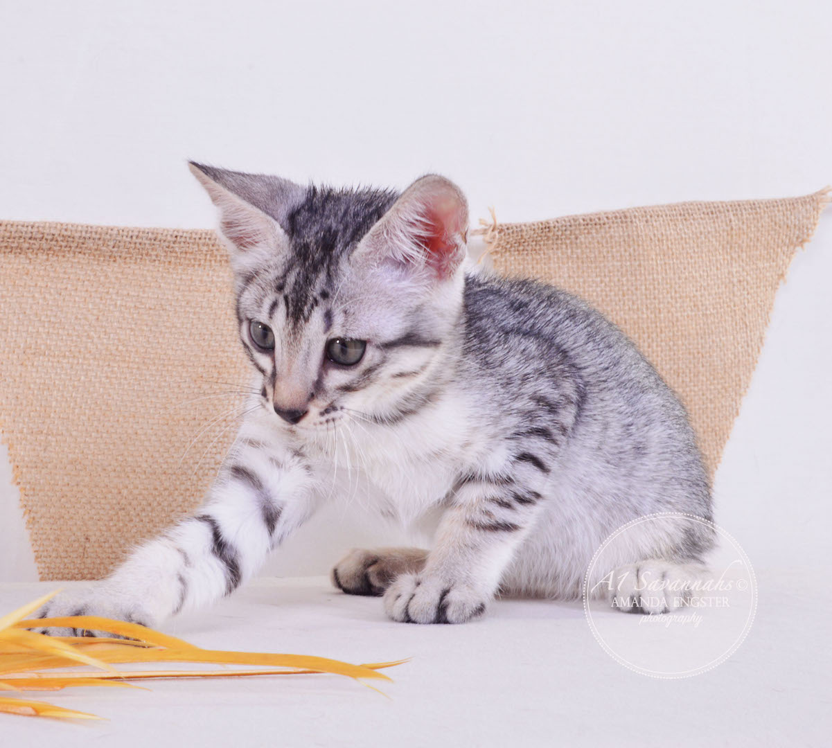 A1 Savannahs Elsa SBT Female Savannah Kitten