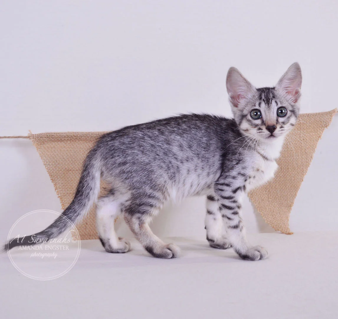 A1 Savannahs Elsa SBT Female Savannah Kitten