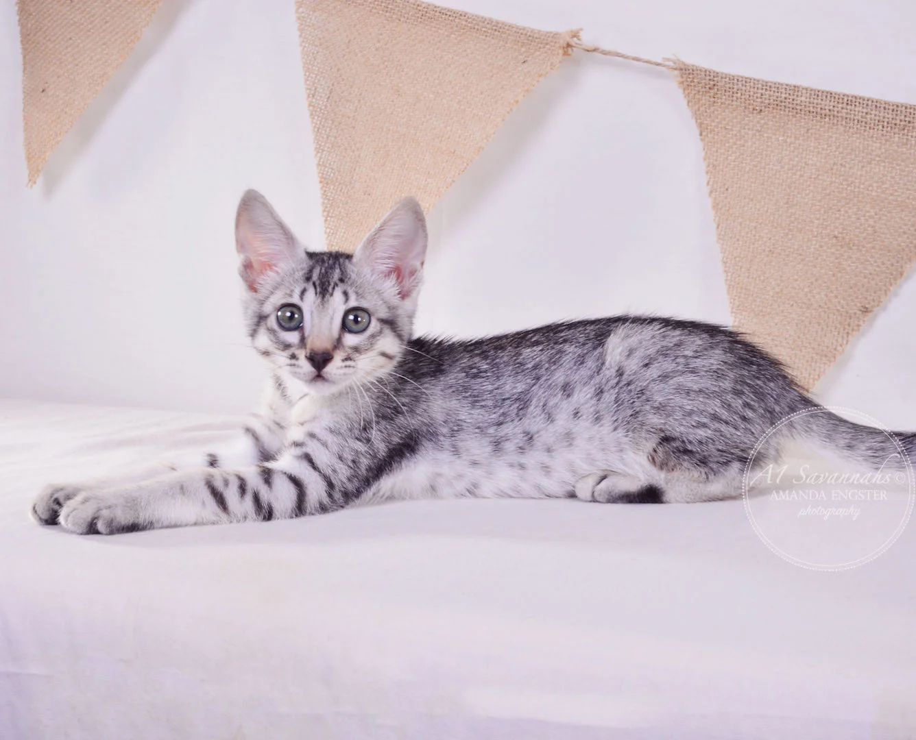 A1 Savannahs Elsa SBT Female Savannah Kitten
