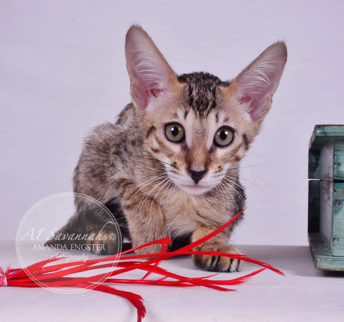 A1 Savannahs Molly SBT Female Savannah Kitten