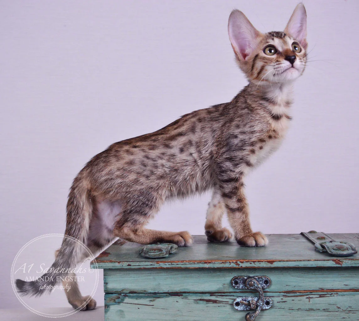 A1 Savannahs Molly SBT Female Savannah Kitten
