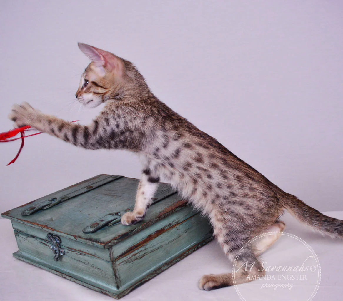 A1 Savannahs Molly SBT Female Savannah Kitten
