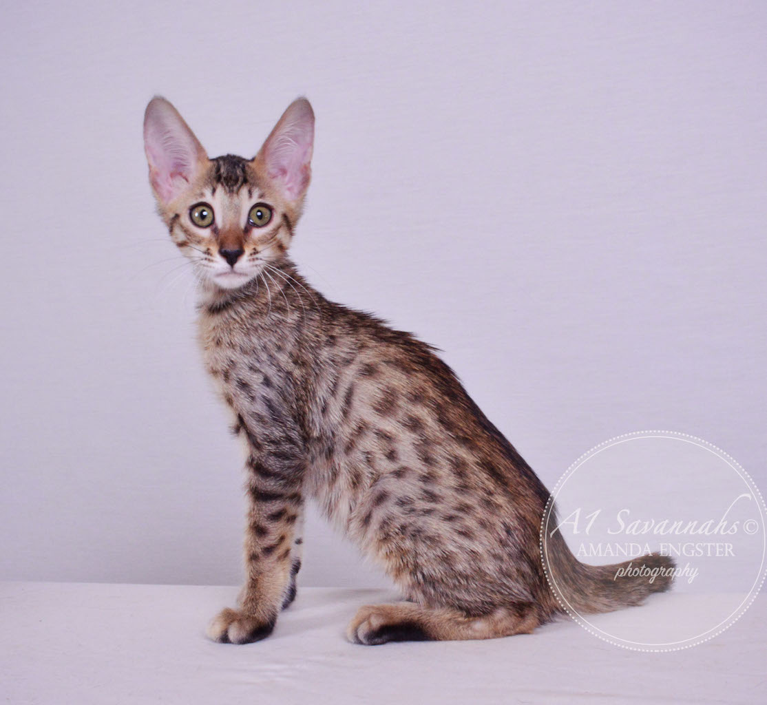 A1 Savannahs Molly SBT Female Savannah Kitten