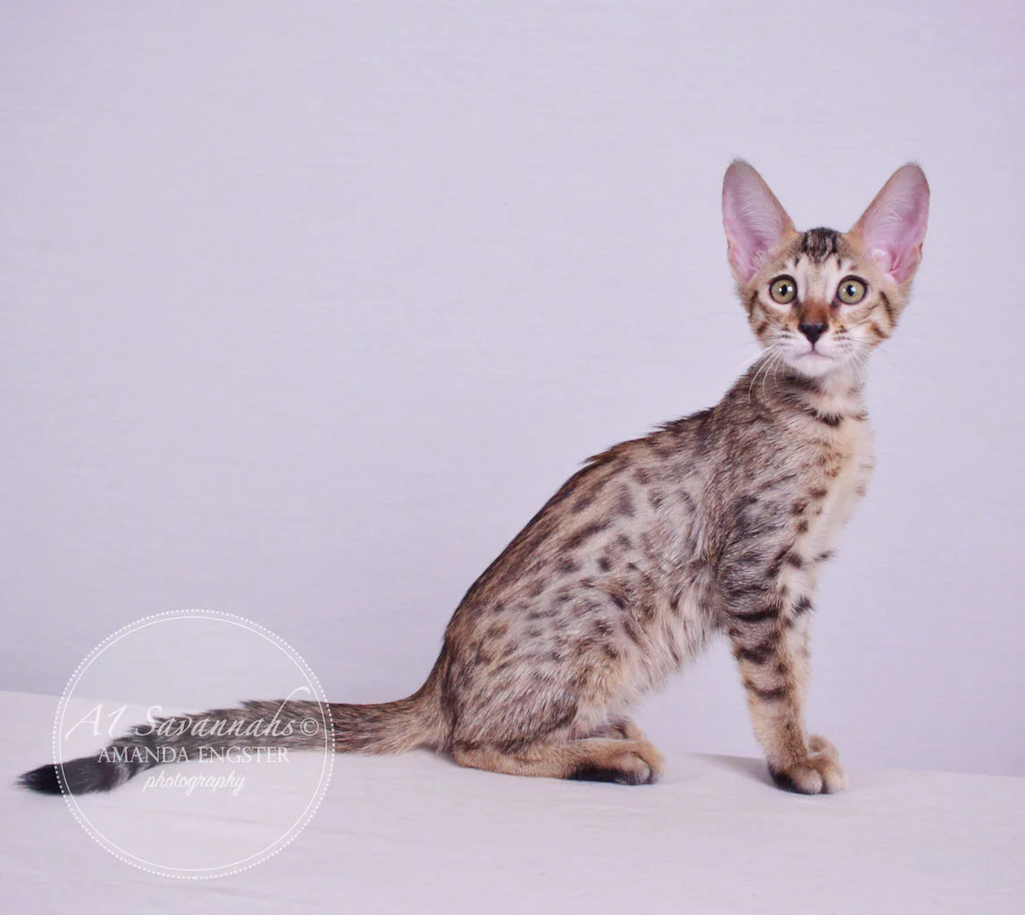 A1 Savannahs Molly SBT Female Savannah Kitten