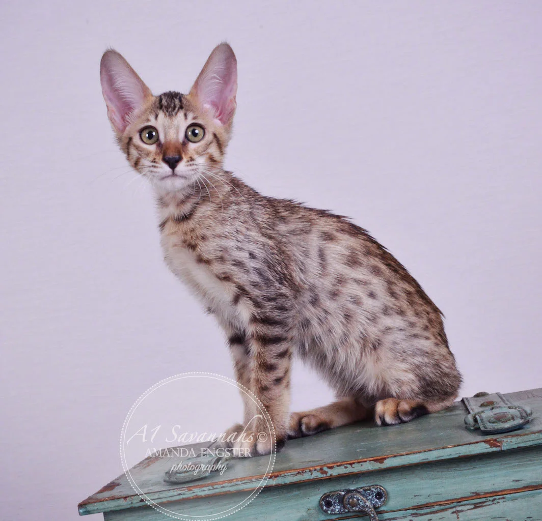 A1 Savannahs Molly SBT Female Savannah Kitten