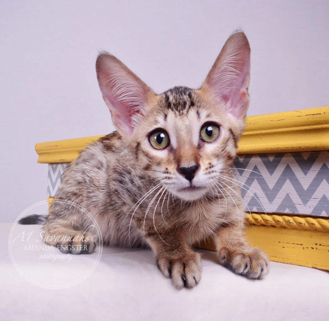 A1 Savannahs Molly SBT Female Savannah Kitten
