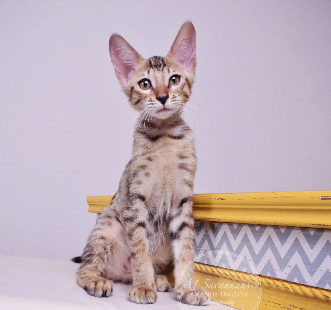 A1 Savannahs Molly SBT Female Savannah Kitten