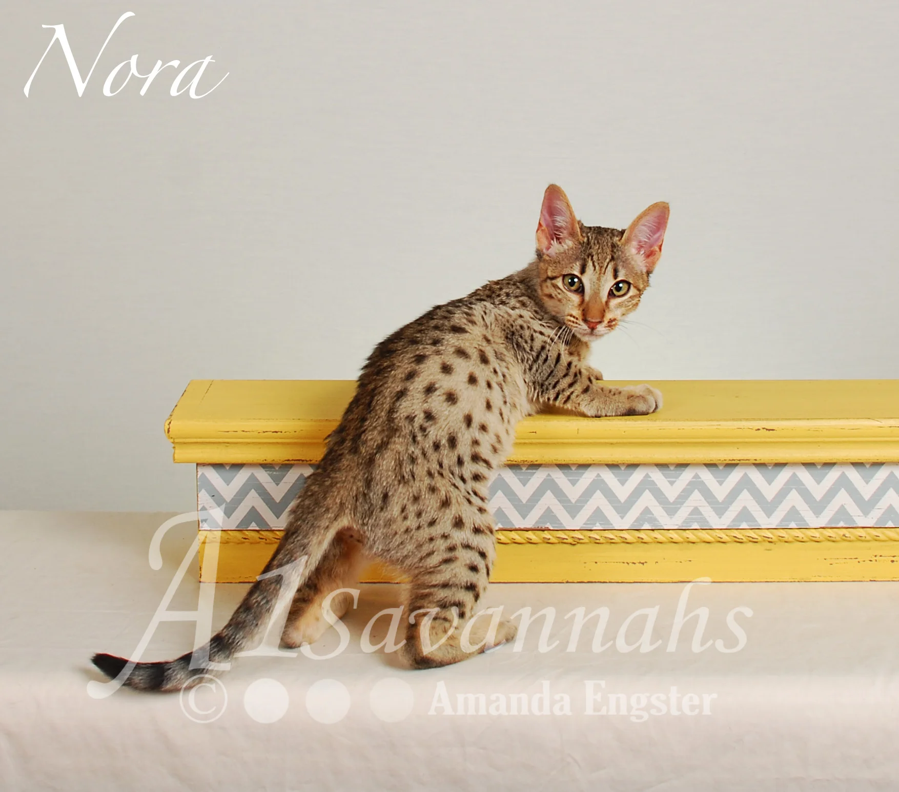 A1 Savannahs Nora SBT Female Savannah Kitten