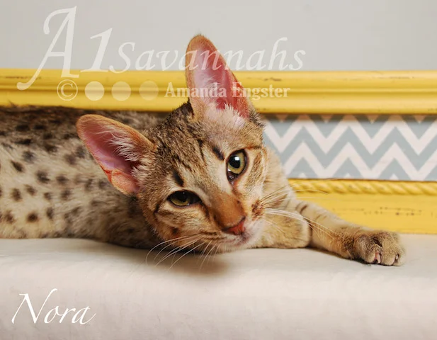 A1 Savannahs Nora SBT Female Savannah Kitten