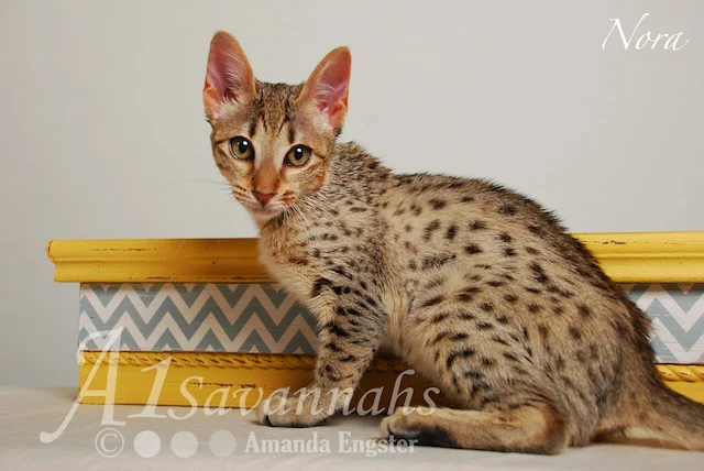 A1 Savannahs Nora SBT Female Savannah Kitten