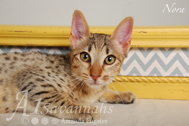 A1 Savannahs Nora SBT Female Savannah Kitten