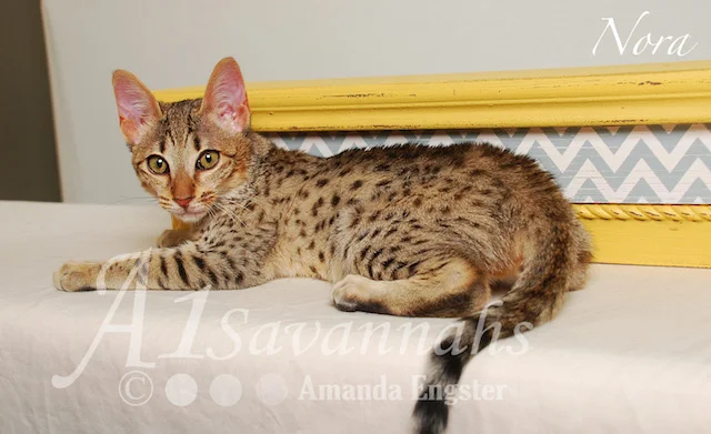 A1 Savannahs Nora SBT Female Savannah Kitten