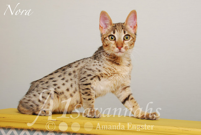 A1 Savannahs Nora SBT Female Savannah Kitten